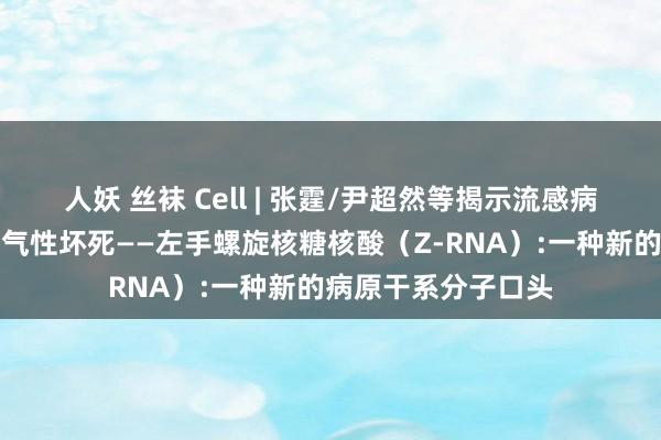 人妖 丝袜 Cell | 张霆/尹超然等揭示流感病毒如何导致细胞神气性坏死——左手螺旋核糖核酸（Z-RNA）:一种新的病原干系分子口头